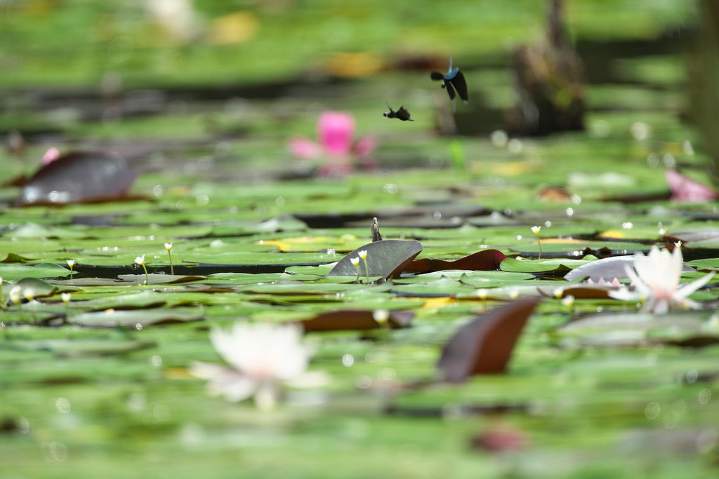 EF500mm F4L IS＋EF1.4Ⅲ