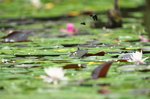 EF500mm F4L IS＋EF1.4Ⅲ