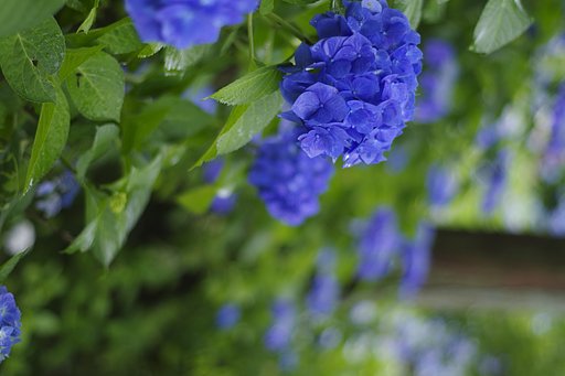PENTAX-DA 50mmF1.8