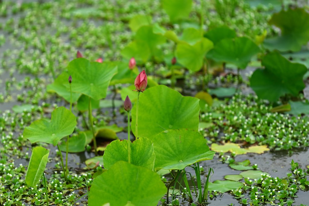 花ハス 間もなく開花 か・・・