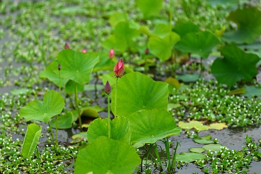 花ハス 間もなく開花 か・・・