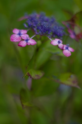 PENTAX-DA 50mmF1.8