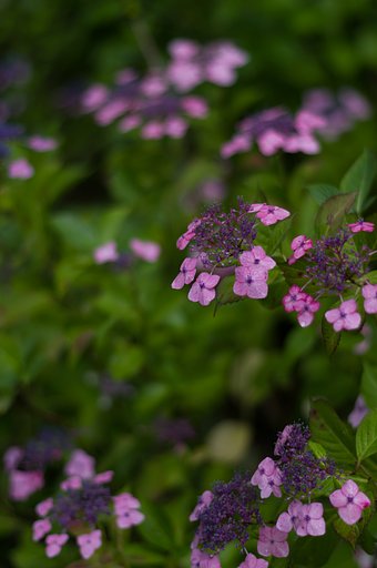 PENTAX-DA 50mmF1.8