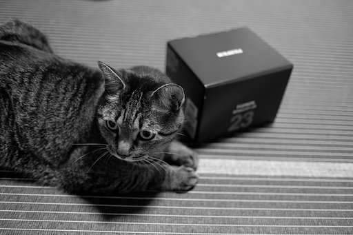 ねこ