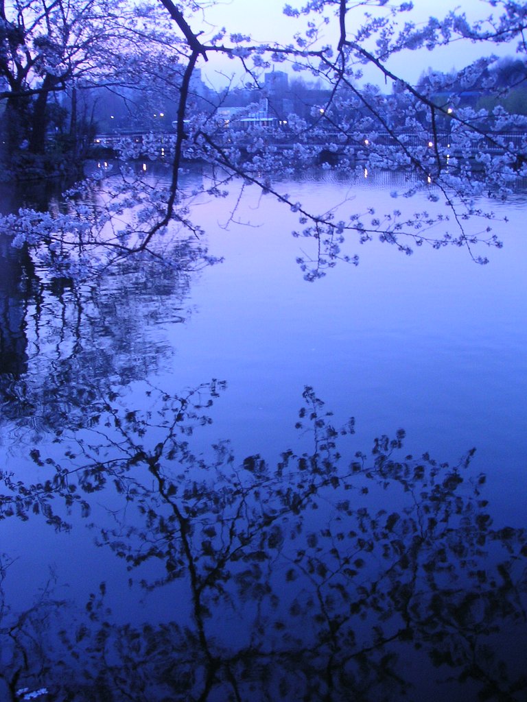 夕桜