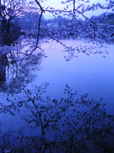 夕桜