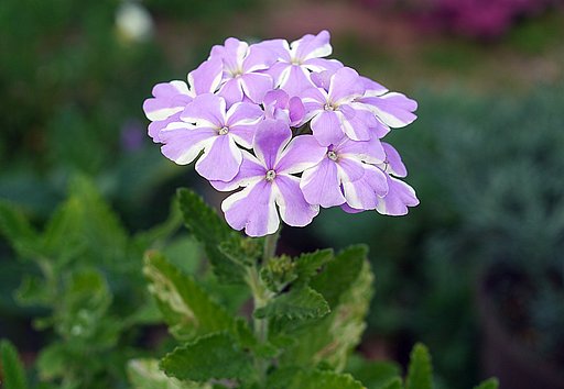 Olympus ZD35mmF3.5+AdapterMMF1