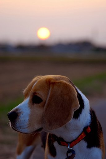 夕日と犬
