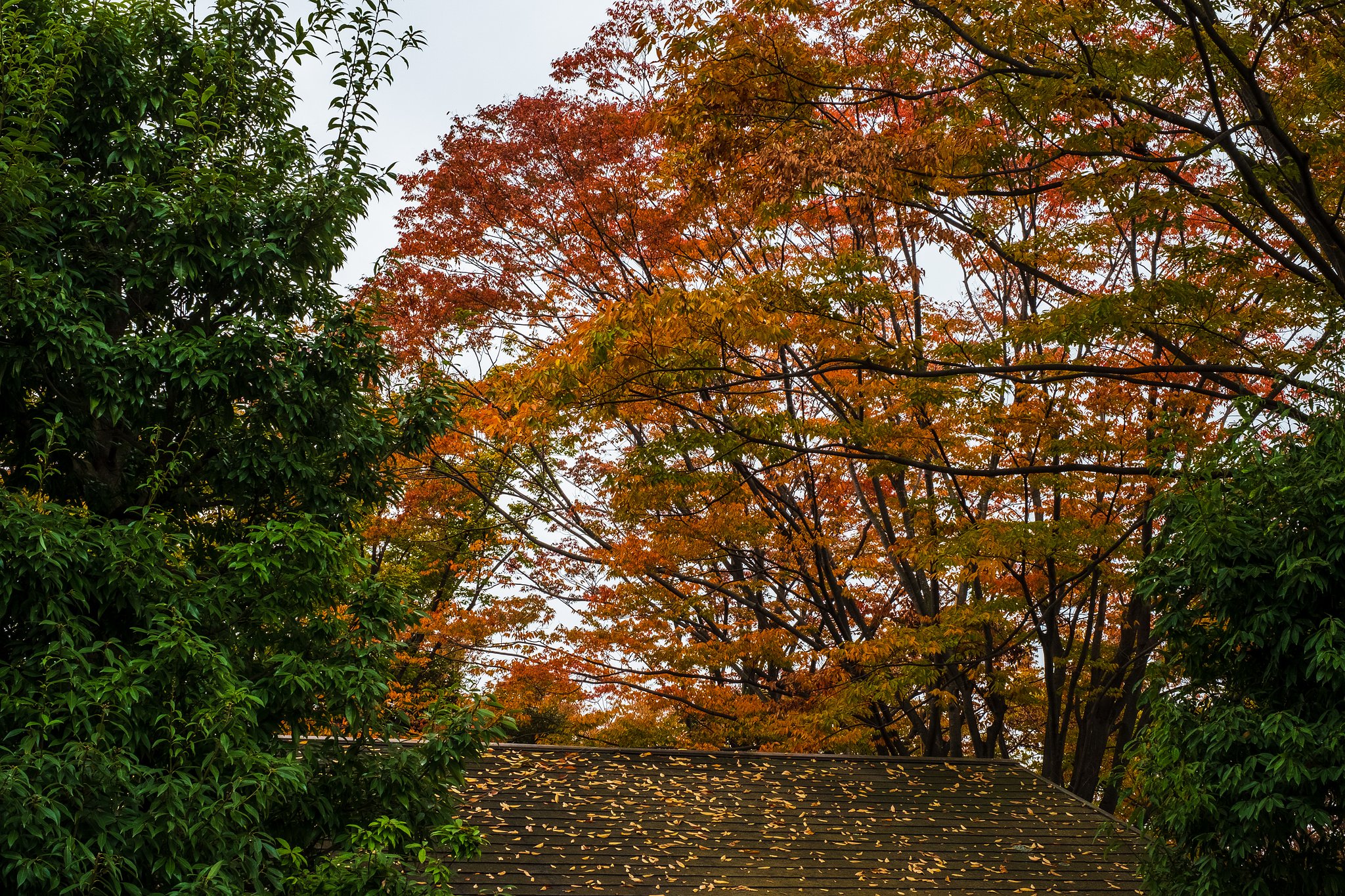 FUJINON XF35mm F1.4 R 