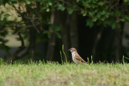 【淡】白に…