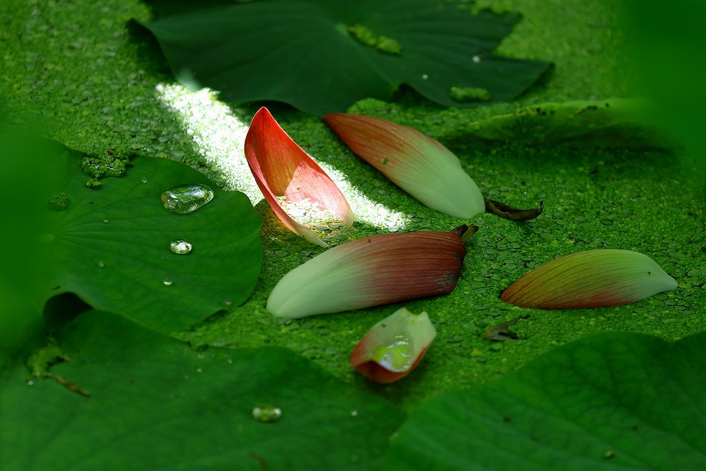 緑陰にキラリ