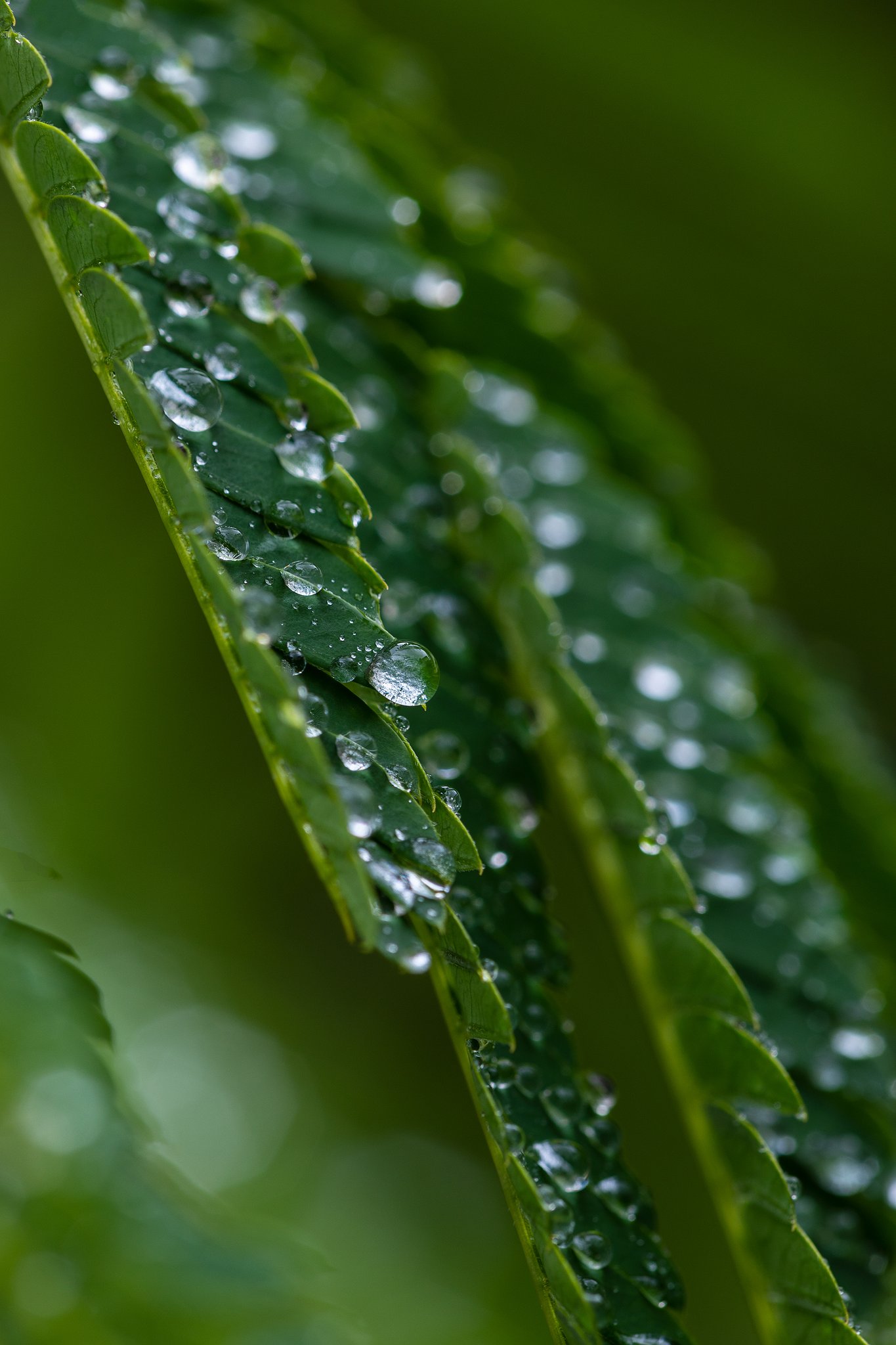雨の中に出てみました