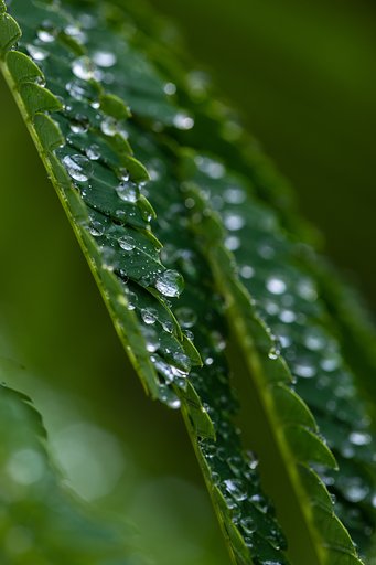 雨の中に出てみました