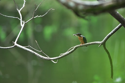 カワセミ♂