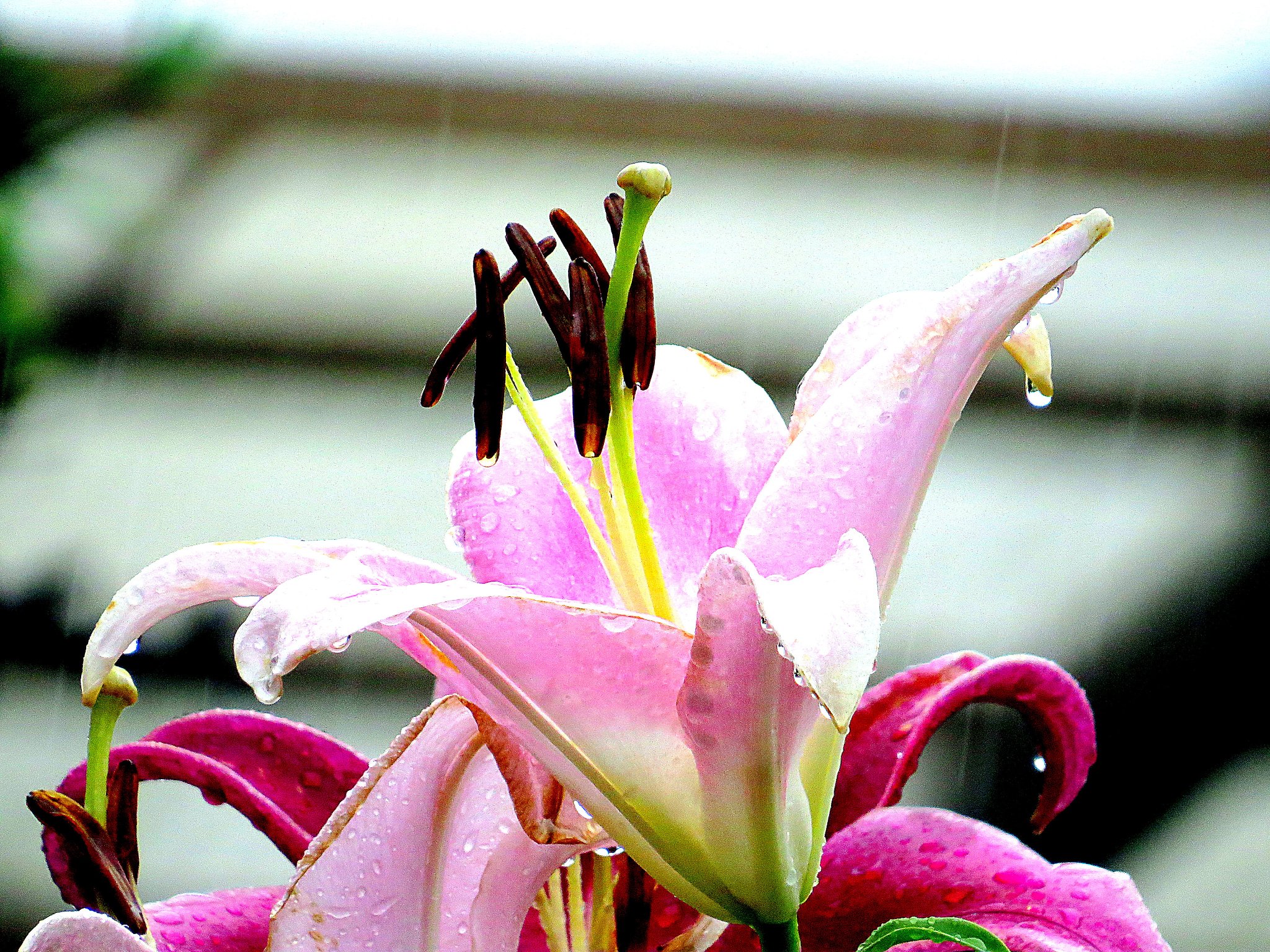 百合の蕊のUP　２