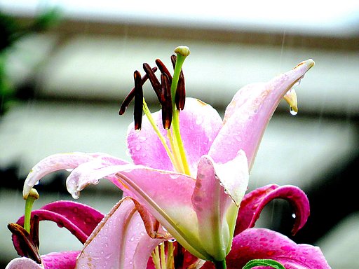 百合の蕊のUP　２