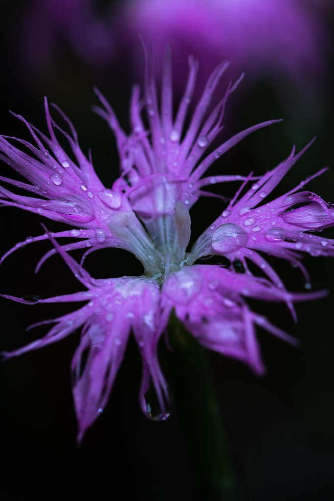 EF180mm F3.5 L MACRO