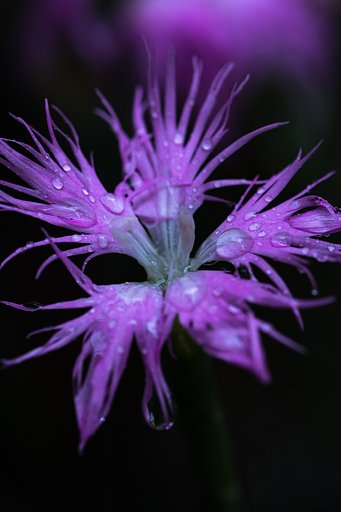 EF180mm F3.5 L MACRO