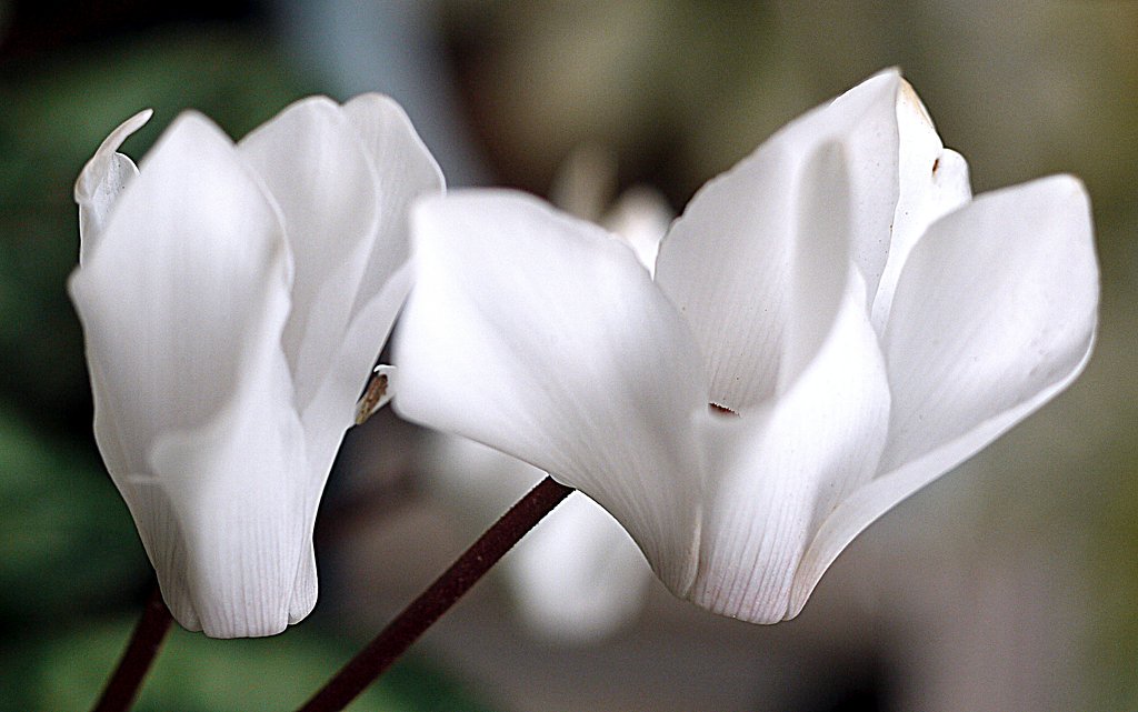 canon  FD50mmF3.5 macro
