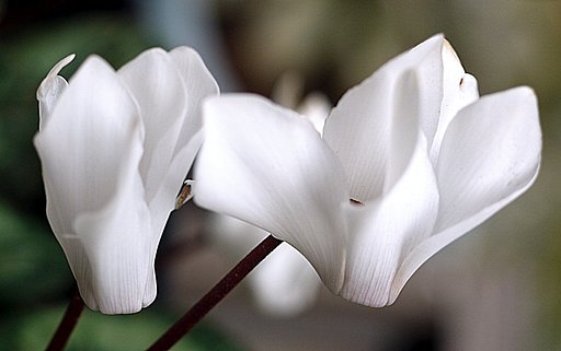 canon  FD50mmF3.5 macro