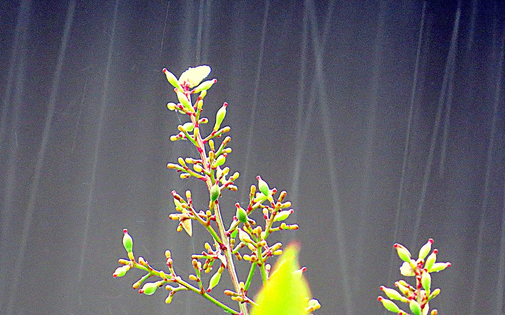 雨