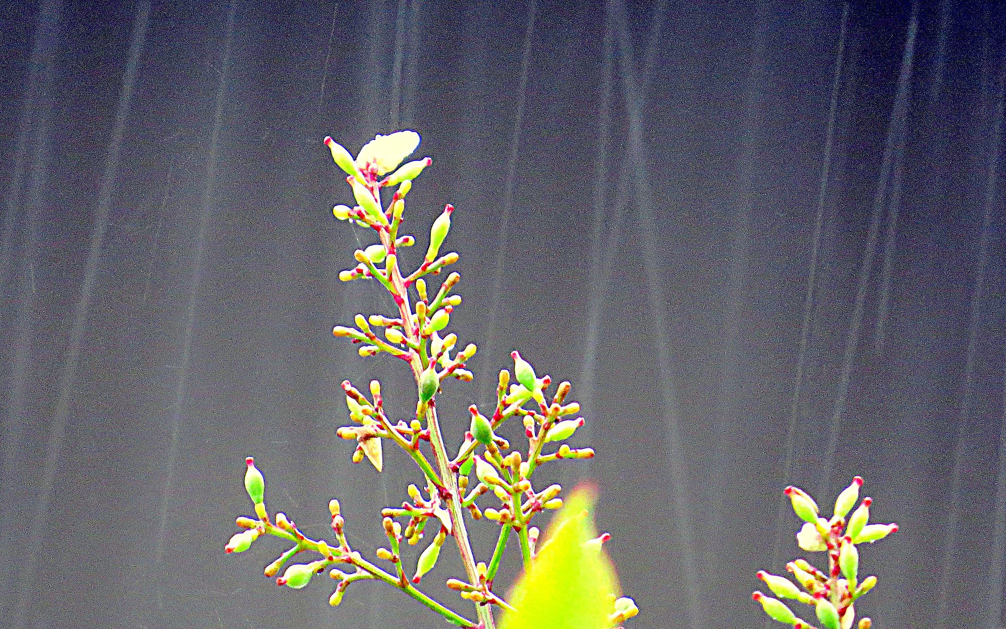 雨