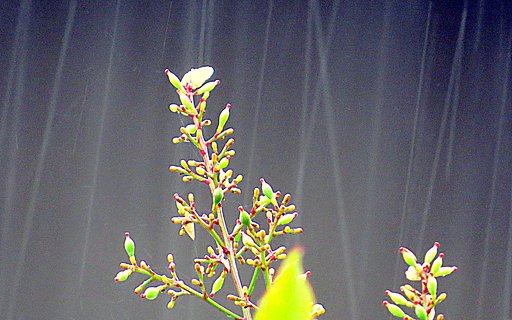 雨
