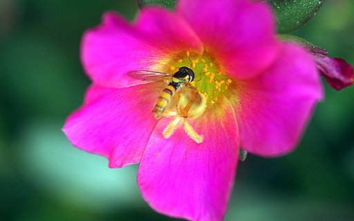 一輪残った花に