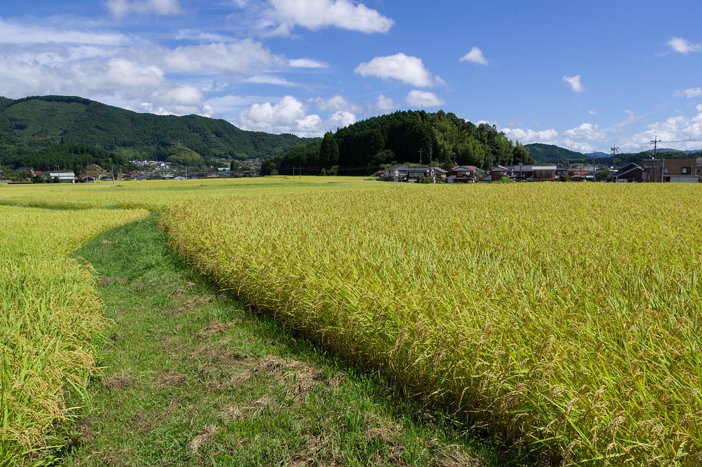 稲穂