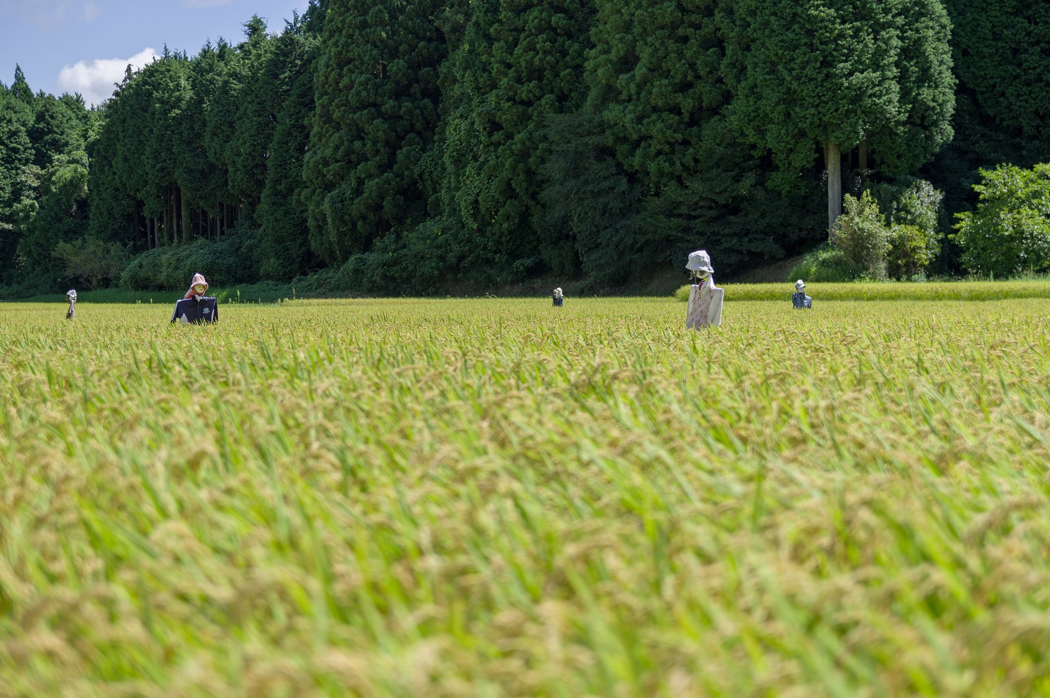 SIGMA 17-50mm F2.8 EX DC HSM 