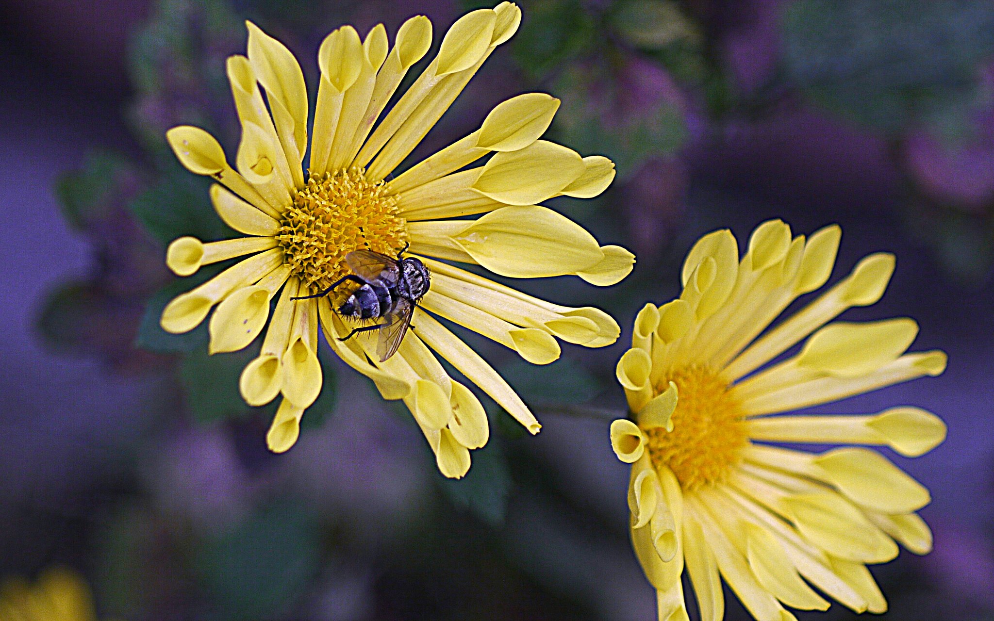 cano FDM100mmF4 macro