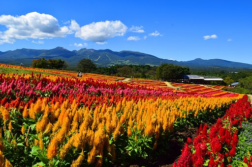 高原のお花畑