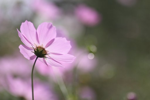 Tamron 90mm f2.8 macro 172E