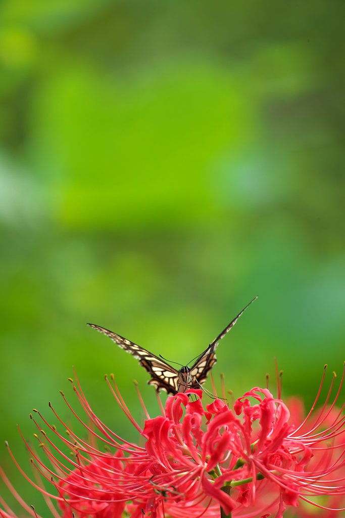 EF500mm F4L IS＋EF1.4xⅢ