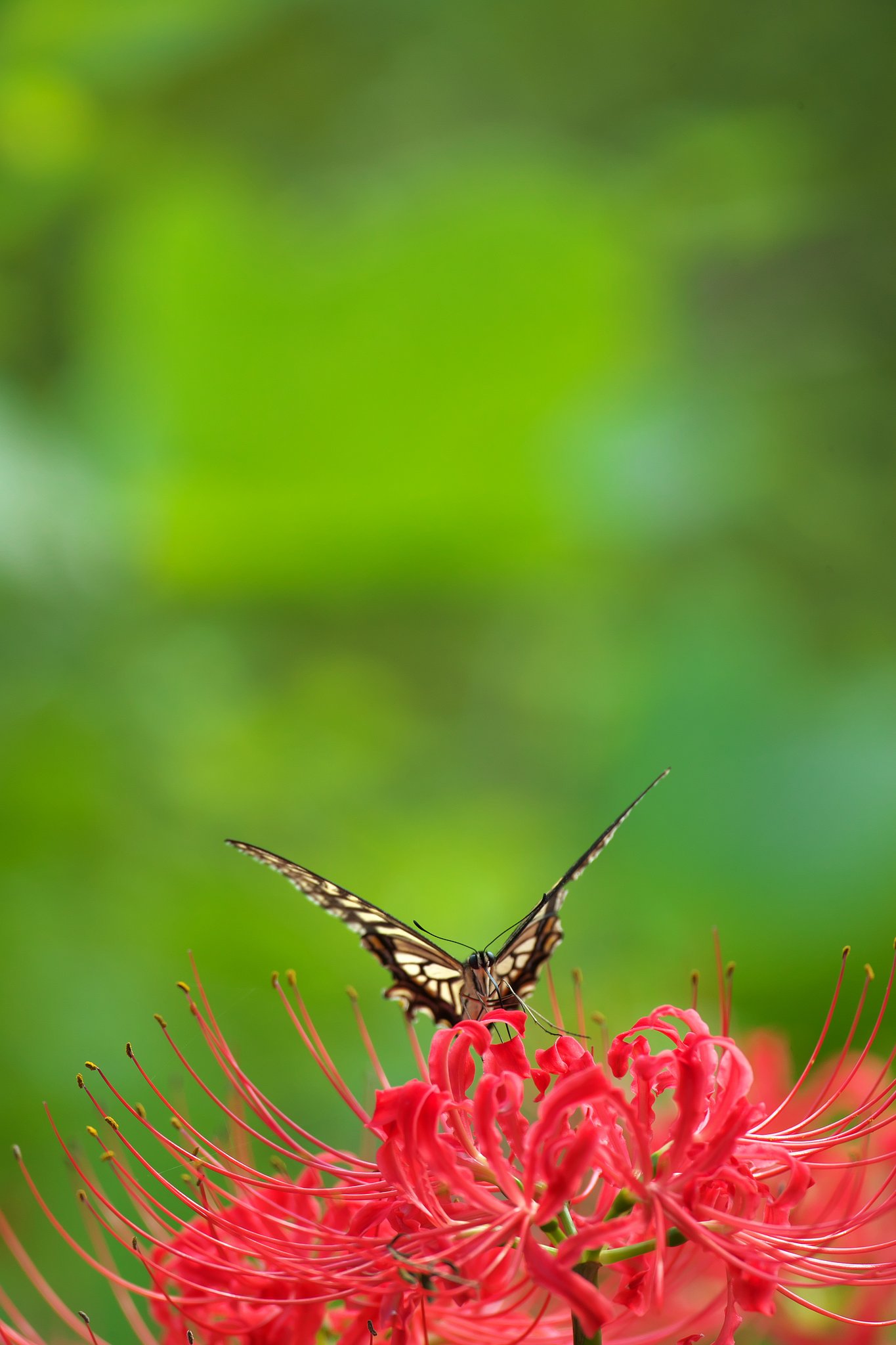 EF500mm F4L IS＋EF1.4xⅢ