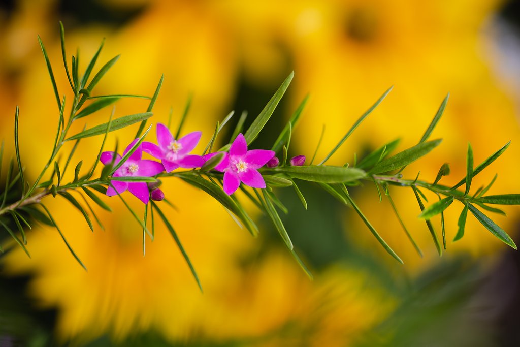 EF100mm F2.8 L IS MACRO
