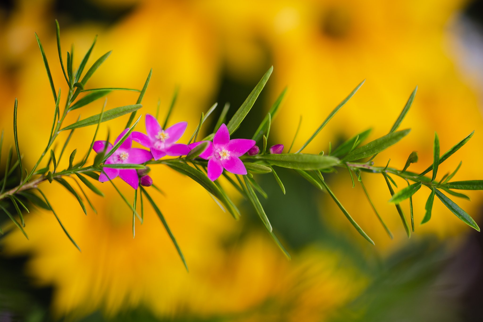 EF100mm F2.8 L IS MACRO