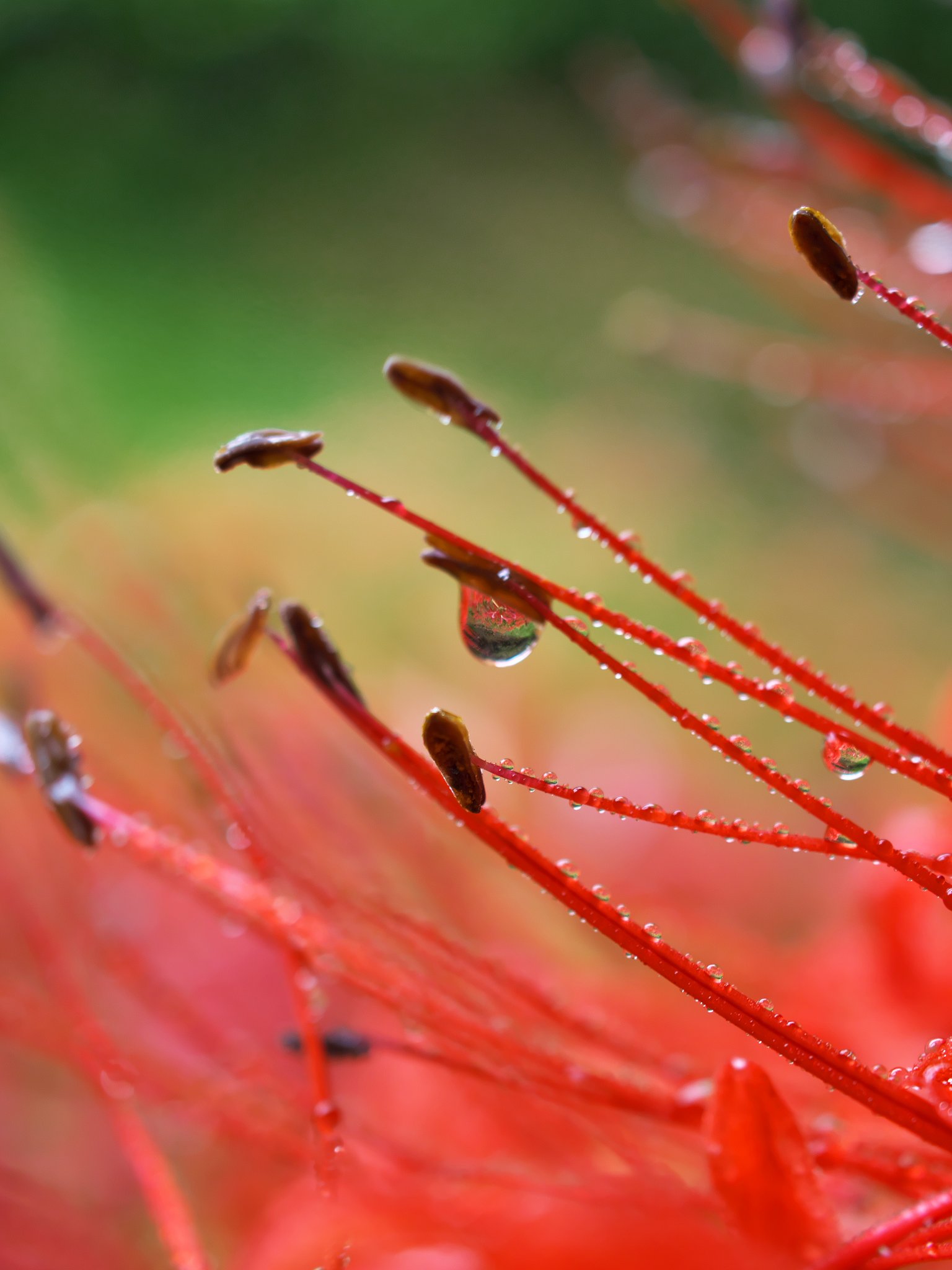 ED 30mm F3.5 Macro