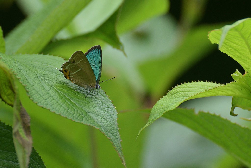 Neozephyrus  japonicus