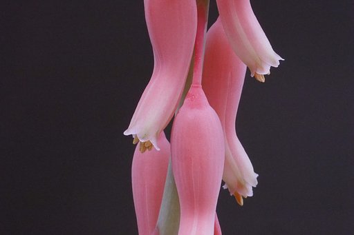 7月26日の写真