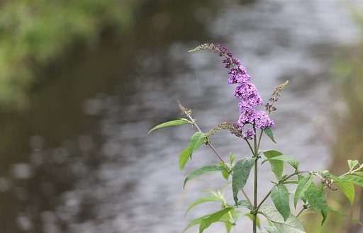 どこから来たの？