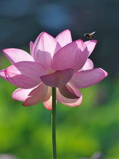 蓮花