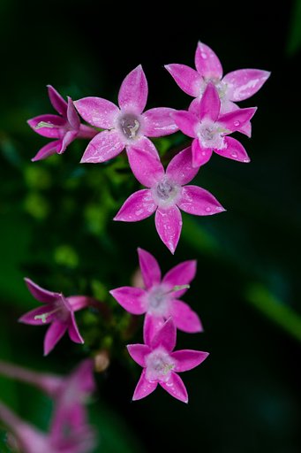 EF180mm F3.5 L MACRO