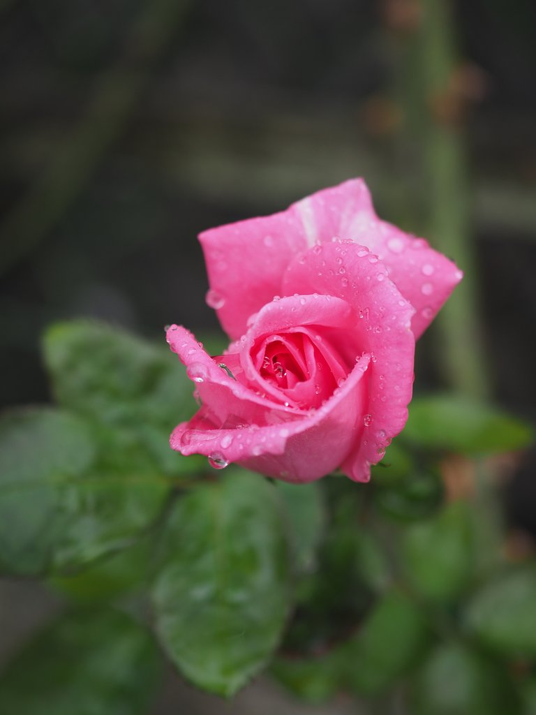 雫5