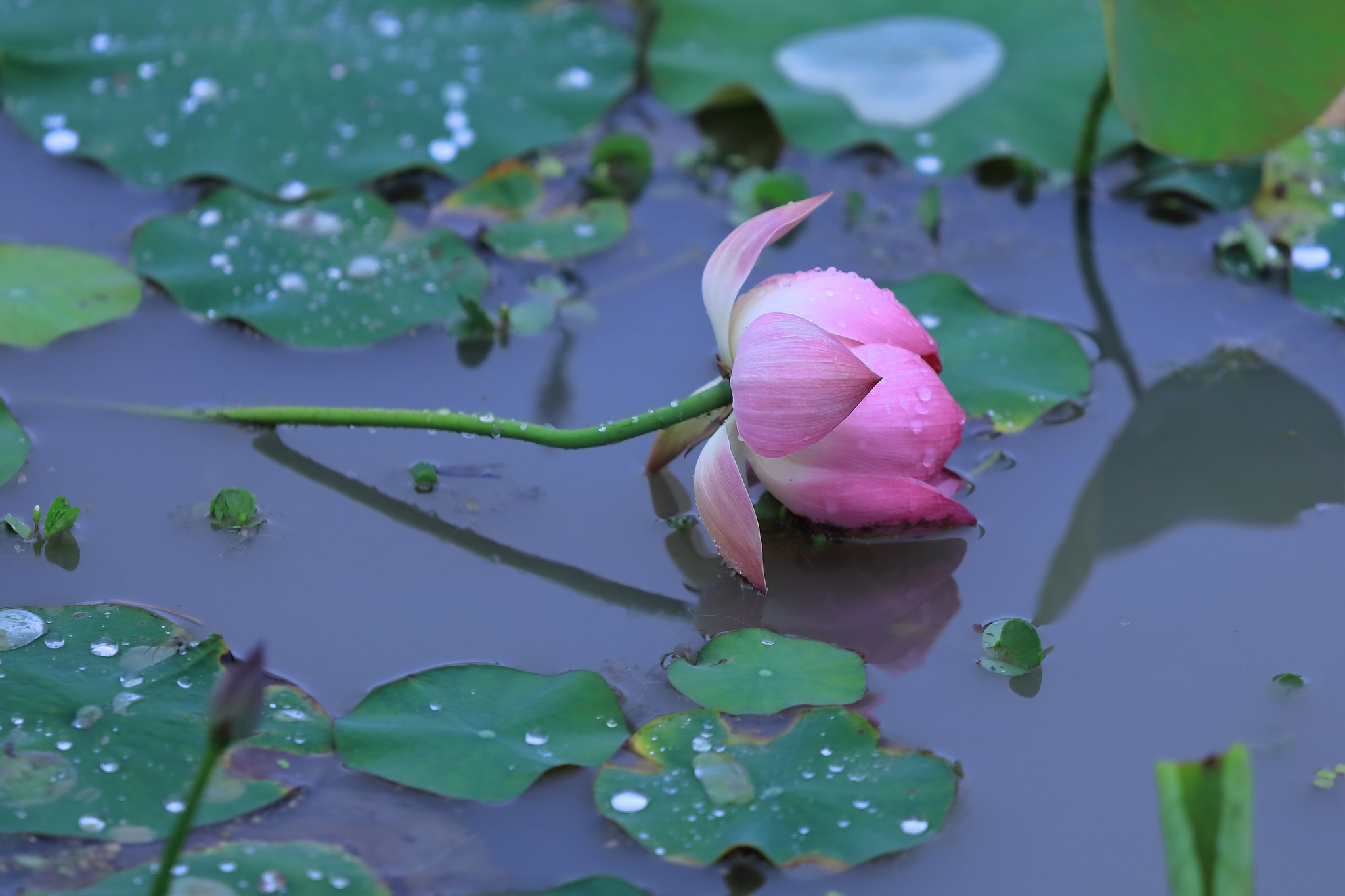 哀花