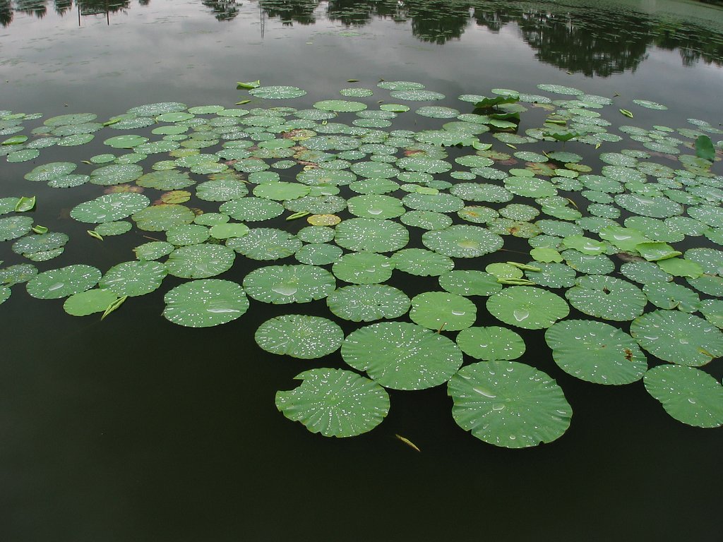 蓮池
