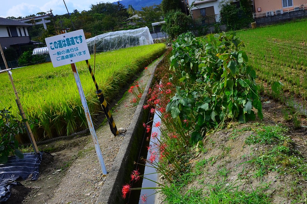 農道の彼岸花