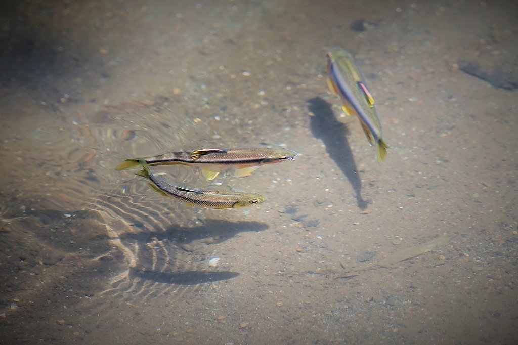 夏の陽射し