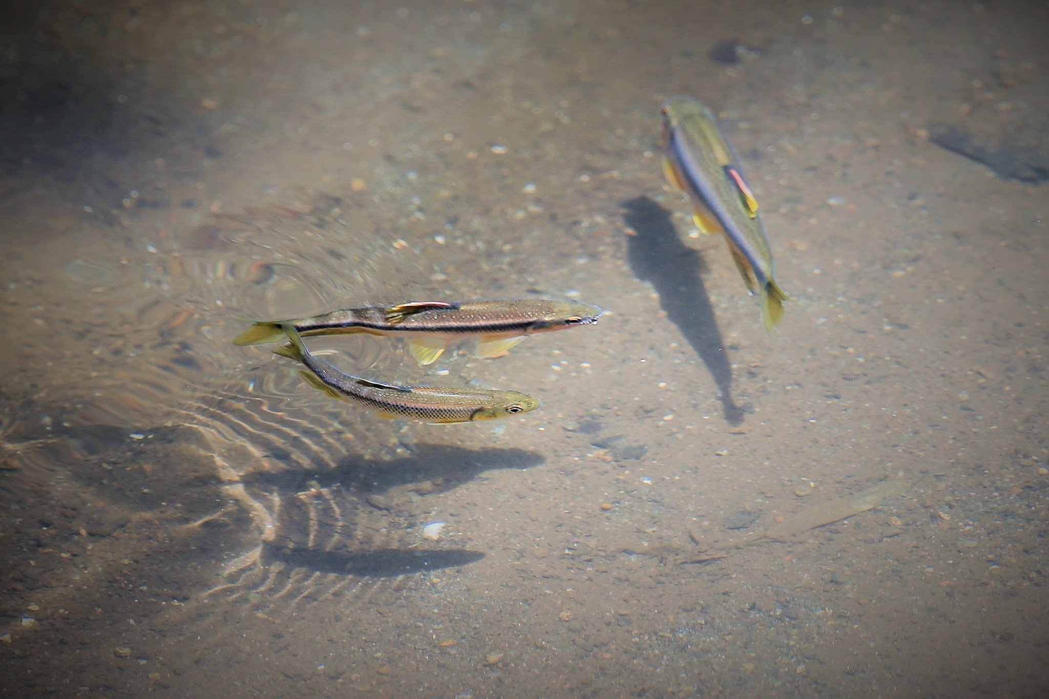 夏の陽射し