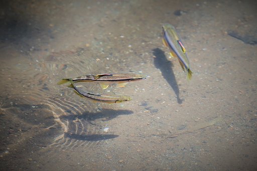 夏の陽射し